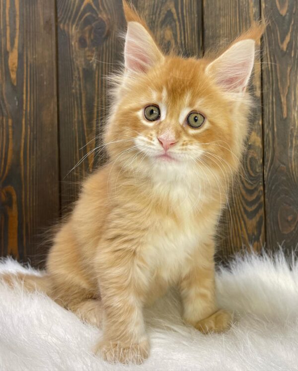 GINGER (Male)