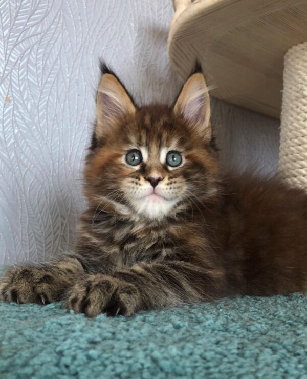 NIKA NIKA (Female)